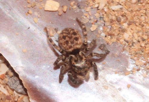 Euophrys gambosa